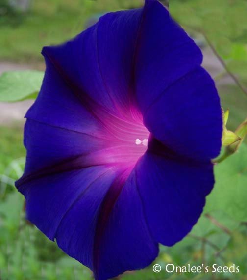 Image 2 of Star of Yelta (Deep Velvety Purple) Morning Glory (Ipomoea purpurea) Seeds