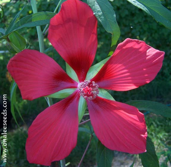 Image 0 of Texas Star Red/Scarlet Hibiscus Seeds, Bog or Garden Plant! Hibiscus coccineus