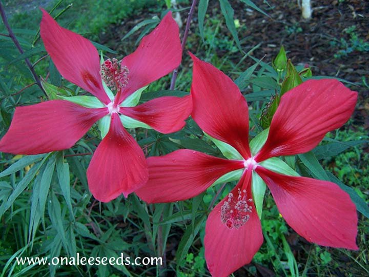 Image 1 of Texas Star Red/Scarlet Hibiscus Seeds, Bog or Garden Plant! Hibiscus coccineus