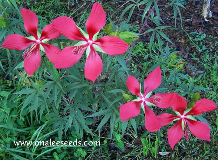 Image 2 of Texas Star Red/Scarlet Hibiscus Seeds, Bog or Garden Plant! Hibiscus coccineus