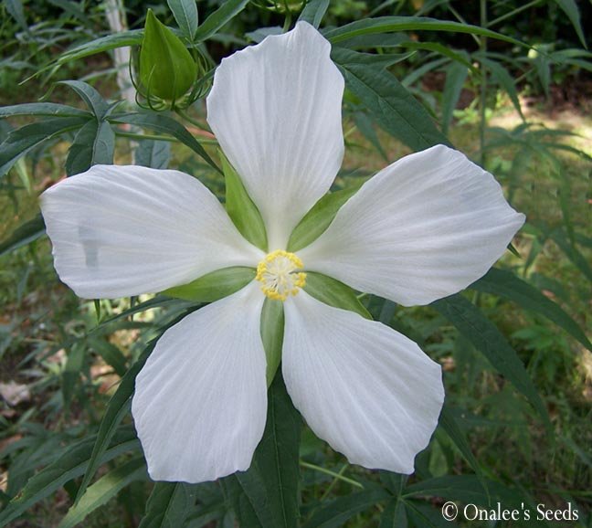 Texas Star WHITE Hibiscus Seeds, Bog or Garden Plant! Hibiscus coccineus ''Alba'
