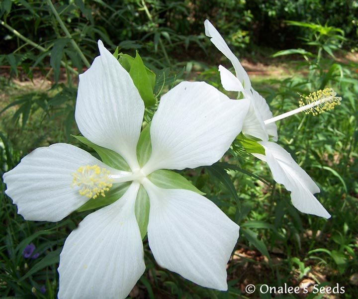 Image 1 of Texas Star WHITE Hibiscus Seeds, Bog or Garden Plant! Hibiscus coccineus ''Alba'