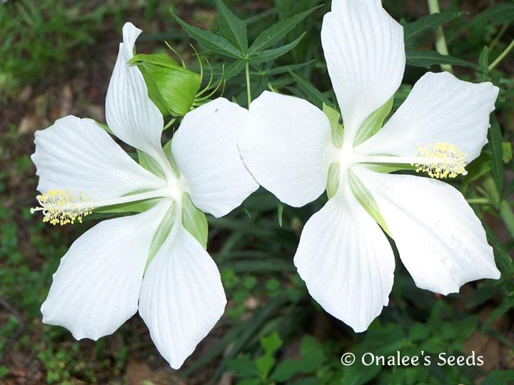 Image 2 of Texas Star WHITE Hibiscus Seeds, Bog or Garden Plant! Hibiscus coccineus ''Alba'