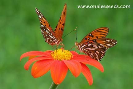 Image 0 of Torch Mexican Sunflower (Tithonia rotundifolia) Seeds *BUTTERFLIES, HUMMINGBIRDS