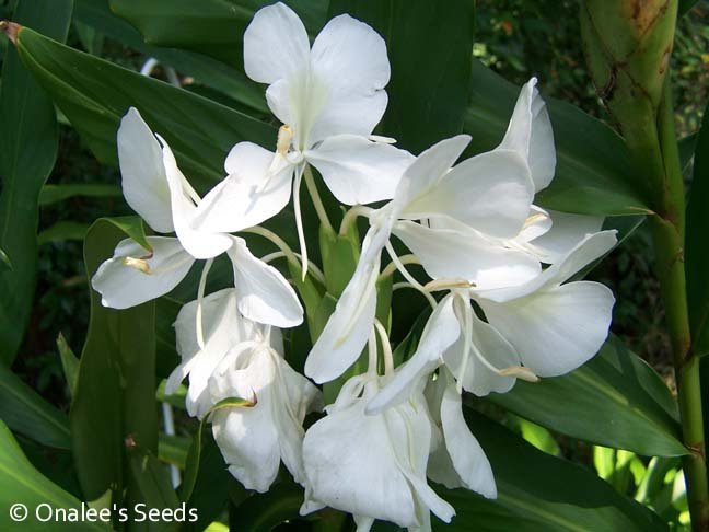 Image 0 of Ginger: White Butterfly, Hedychium coronarium. Fragrant, pure whit