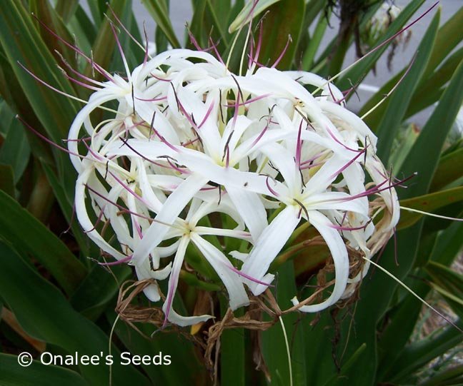 Image 0 of Crinum Lily: White Giant/Grand Spider Lily, Crinum asiaticum Seeds