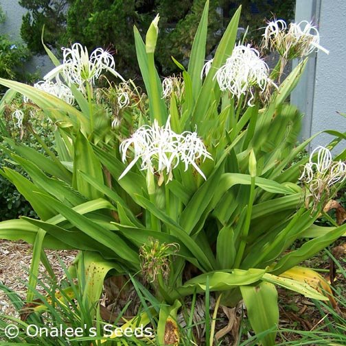 Image 1 of Crinum Lily: White Giant/Grand Spider Lily, Crinum asiaticum Seeds