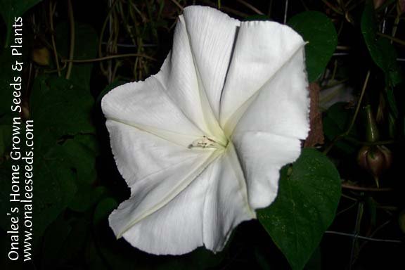 Image 0 of MoonVine Seeds: White, Moonflower, Fragrant Night Bloomer, Ipomoea Alba