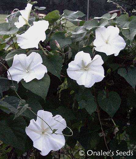 Image 2 of MoonVine Seeds: White, Moonflower, Fragrant Night Bloomer, Ipomoea Alba