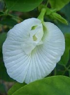 Image 0 of Butterfly Pea Vine: Single White blooms,  Clitoria ternatea ''Alba'' Seeds