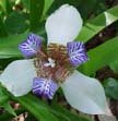 Image 0 of Walking Iris: White/Purple , Apostle Plant (Neomarica gracilis) Live Plants!