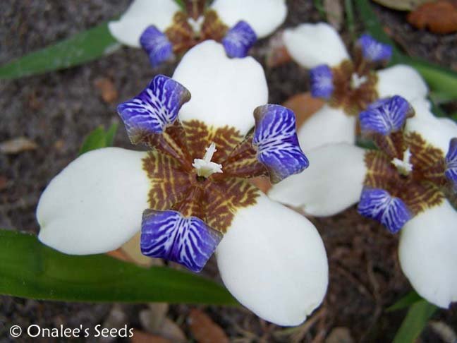 Image 2 of Walking Iris: White/Purple , Apostle Plant (Neomarica gracilis) Live Plants!