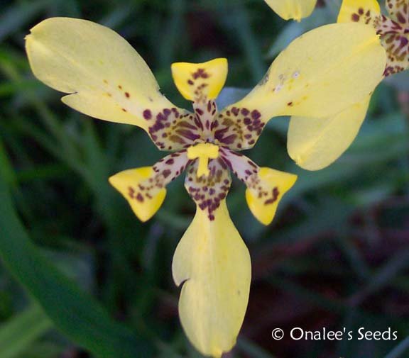 Image 0 of Walking Iris: Yellow, Apostle Plant (Neomarica longifolia) 5 BABY PLANTS