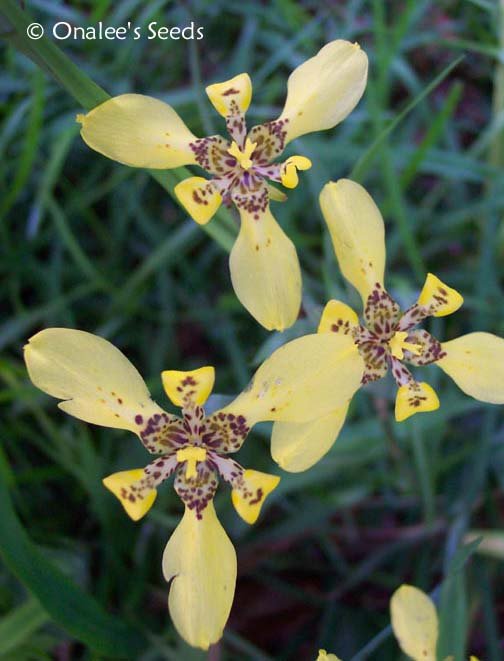 Image 1 of Walking Iris: Yellow, Apostle Plant (Neomarica longifolia) 5 BABY PLANTS