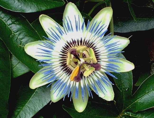 Image 0 of Passion Flower: Blue, Common, Hardy Vine (Passiflora caerulea) Seeds