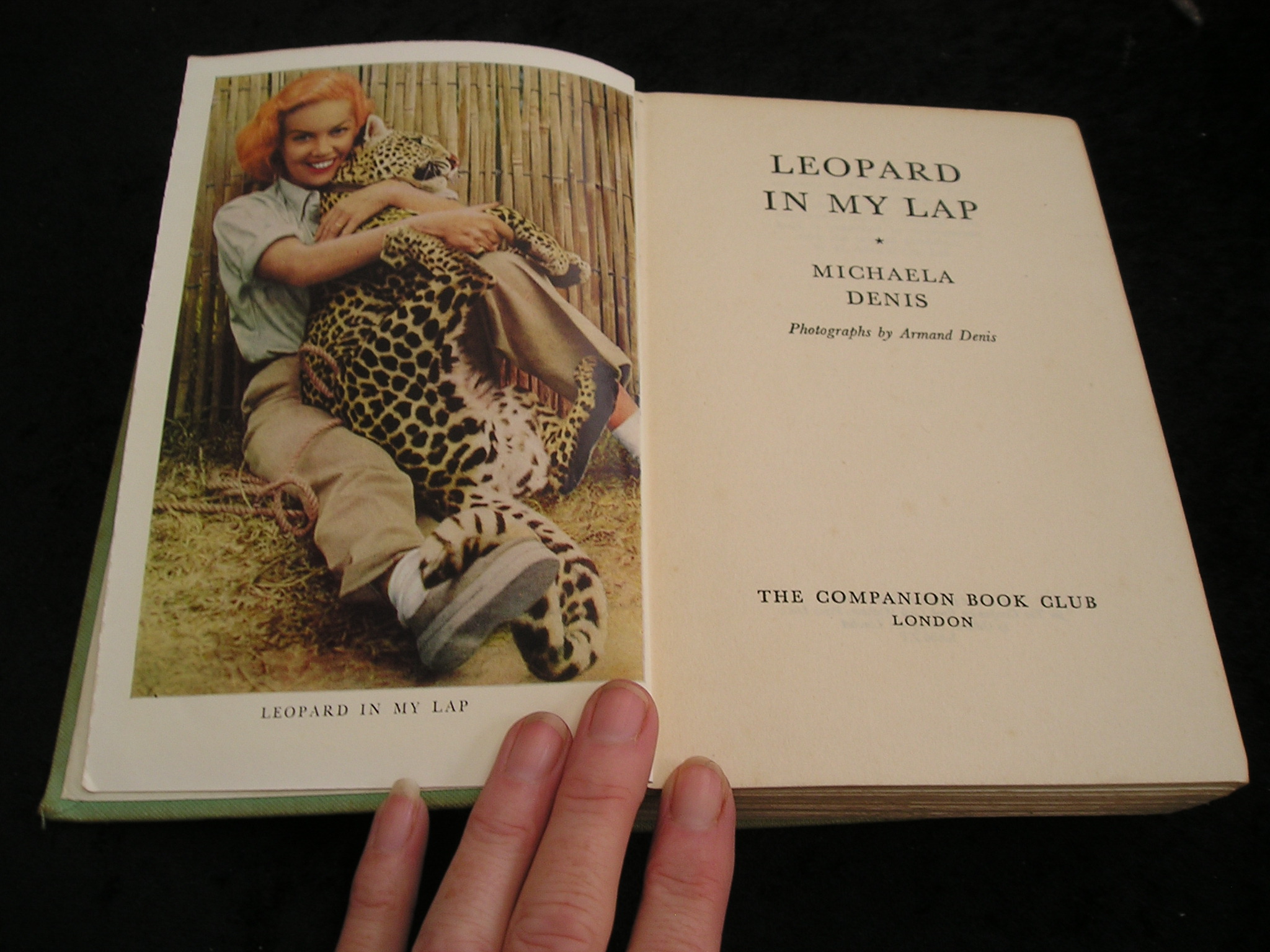 Image 0 of Leopard in My Lap