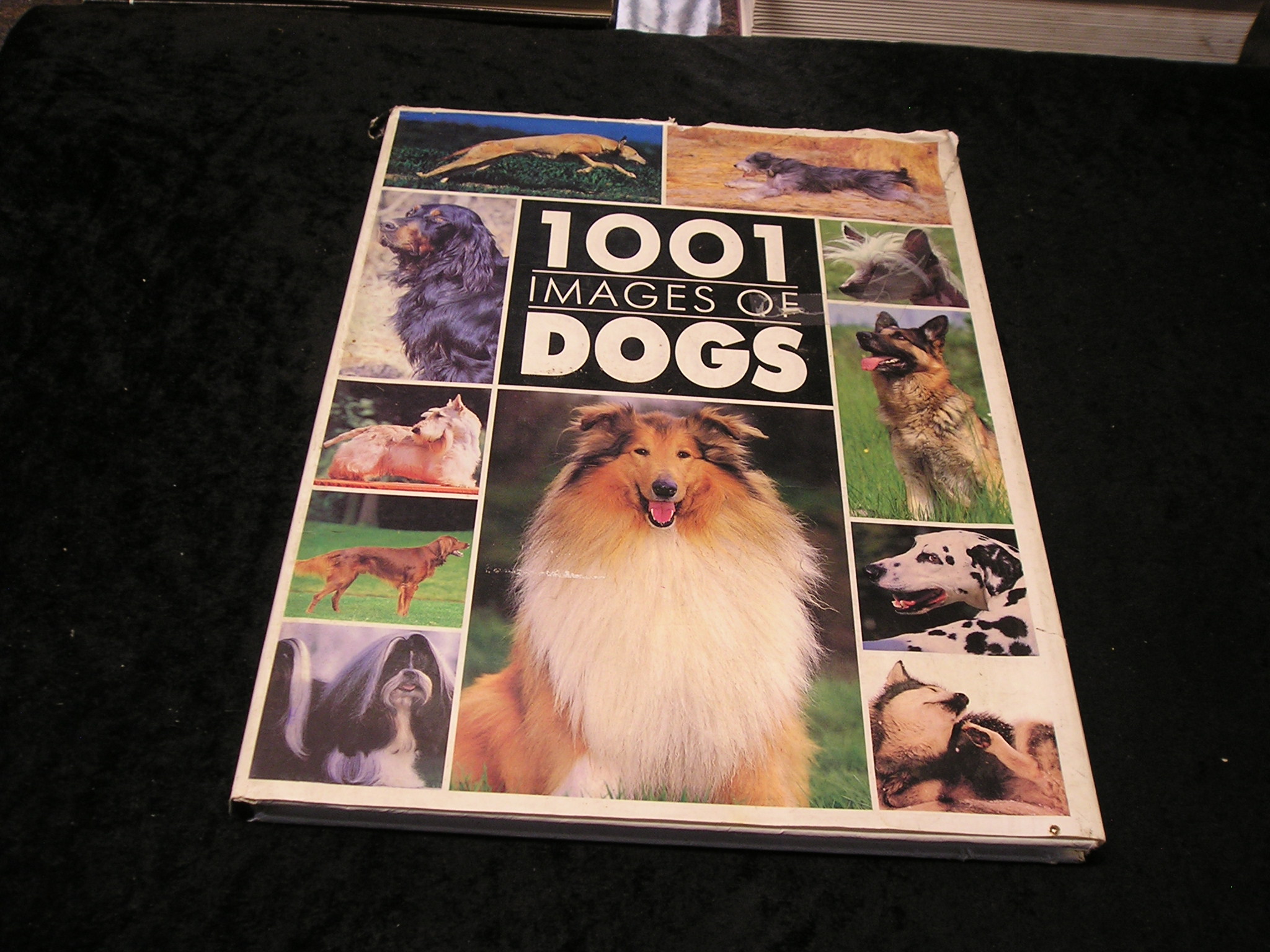 1001 Images of Dogs