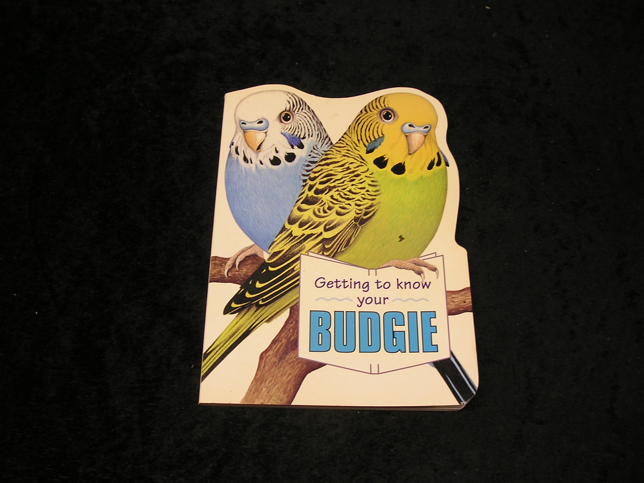 Image 0 of Getting to Know Your Budgie